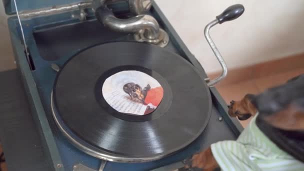 Cachorro divertido dachshund en camiseta rayada quiere utilizar disco giratorio de vinilo con gramófono vintage para escuchar música o grabar sonidos, por lo que se prepara para girar manivela — Vídeo de stock