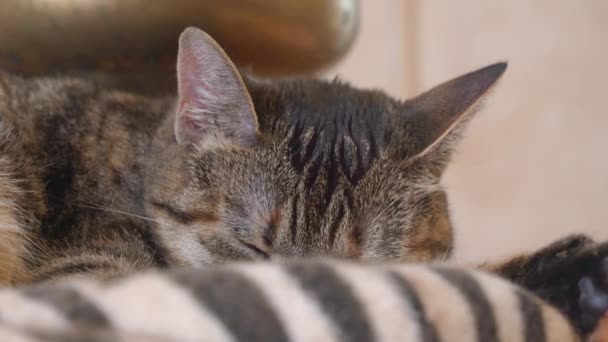 Encantador doméstico tabby gato es durmiendo en suave mascota cama con su pata fuera, cuando gatito repentinamente oye un fuerte sonido que despierta y se convierte en alerta, de cerca — Vídeo de stock