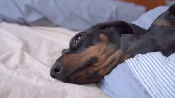 Preto dachshund mentiras calmamente no cobertor listrado e pisca — Vídeo de Stock