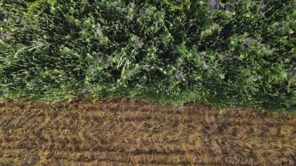 Зеленая луговая трава с цветными цветами на коричневом поле — стоковое видео