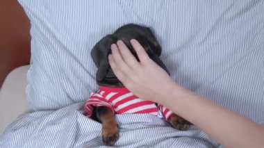 Kadın eli yatakta uzanan siyah dachshund tişörtlü.