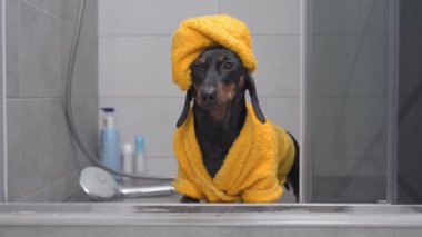 Sarı banyo bornozu ve havluyla komik siyah kahverengi dachshund.