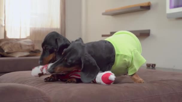 Paar grappige das honden spelen op bed met speelgoed sneeuwpoppen — Stockvideo