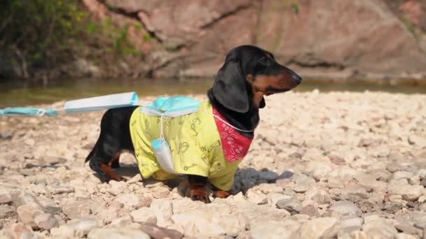 Lindo cachorro dachshund se enredó en máscaras médicas usadas e incorrectamente desechadas mientras caminaba a lo largo de la orilla del río. Problema crítico de gestión global de residuos durante la pandemia — Vídeo de stock