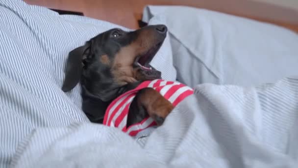 Adorable cachorro dachshund en pijama rayado se despierta temprano en la mañana acostado debajo de la manta, bosteza, se levanta alegremente y sale de la cama para comenzar un nuevo día — Vídeo de stock