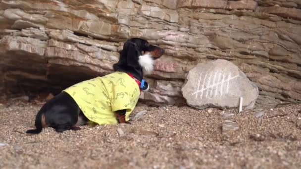 Divertido cachorro salchicha con collar de tapas de plástico alrededor de su cuello ha estado en la isla del desierto durante tanto tiempo que ha crecido barba gruesa. Perro hace un seguimiento de los días haciendo muescas en piedra — Vídeo de stock