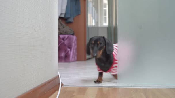 Pequeño perro salchicha negro entra en la habitación y mira con atención — Vídeos de Stock