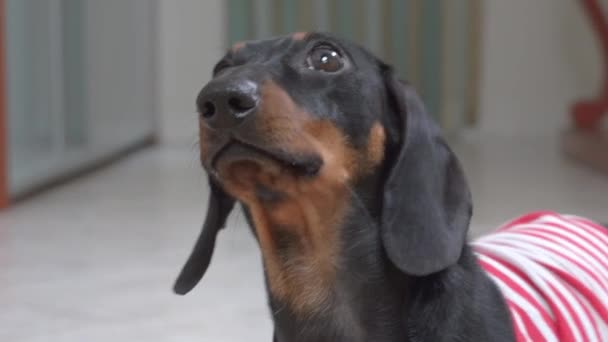 Adorable cachorro dachshund trata de ladrar para atraer la atención del propietario, porque quiere comer, caminar o jugar, de cerca, vista frontal. Divertido perro murmura indignado — Vídeo de stock