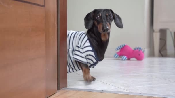 Dachshund pojawia się zza rogu szczekając i znika — Wideo stockowe