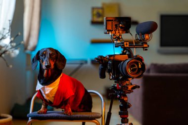 Beyaz gömlekli şık bir dachshund köpeği tripodda profesyonel bir video kameranın yanında oturuyor. Film çekecek gerçek bir yönetmen gibi.