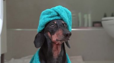 Kafasında gök mavisi bir havlu olan meraklı dachshund odada duruyor.