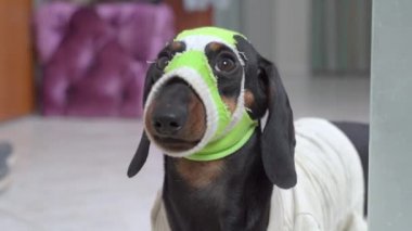 Eski kirli tişörtlü komik bir köpek yavrusu ve kafasında bebek çorabından yapılmış el yapımı kar maskesi ile etrafına bakıyor ve odaya giriyor. Evcil hayvanlar için Cadılar Bayramı kostümleri