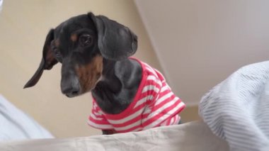 Siyah dachshund yataktan dışarı bakar ve dudaklarını yalar ve kaçar.