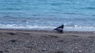 Komik güvercinler sahilde sörf hattı boyunca yiyecek arar.