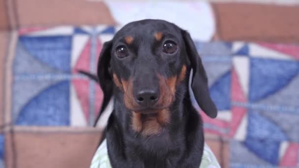 Playful black and tan Dachshund dog in colorful t-shirt stands on large sofa covered with old plaid in living room closeup. — Stock Video