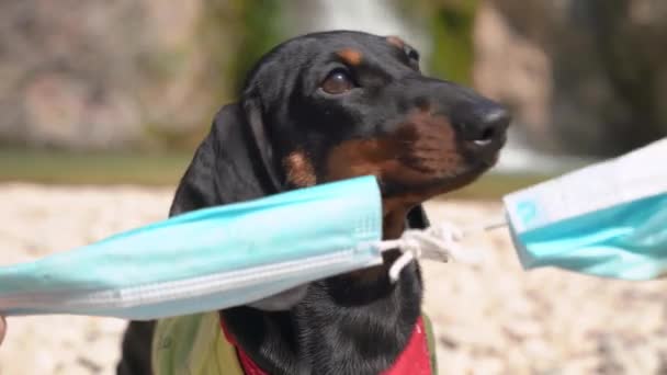 Gelang karet dari masker keselamatan medis kusut dan diikat dalam simpul. Anjing dachshund penasaran menonton melepaskan tali pusar elastis, dekat. Aturan Pandemik — Stok Video