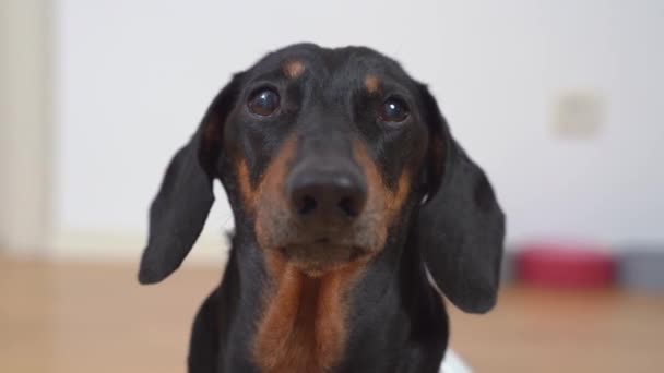 The portrait of adorable black and tan dachshund, looking right to the camera and turning its head from side to side, after going away. barks — Stock Video