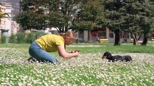 Kadın parkta telefonlu dachshund köpeklerinin fotoğrafını çekiyor. — Stok video