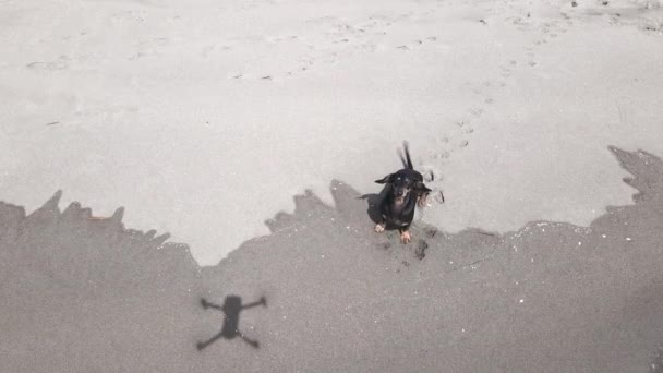 Funny dachshund stands on seashore at the border between dry and wet sand washed by wave. Curious dog looks up, wags its tail and barks at drone hovering above it, shadow of gadget on the ground — Stock Video