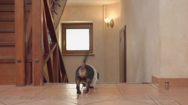 Забавный любопытный щенок таксы подбежал к краю лестницы и смотрит вниз, пытаясь что-то достать, но боится спускаться. Опасные для собак детали интерьера в доме — стоковое видео