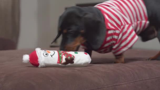 Dachshund salta a la cama y juega con muñeco de nieve de juguete mordiendo — Vídeos de Stock