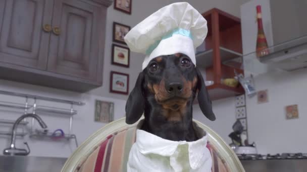 Dachshund in cook hat and white jacket poses in kitchen — Stock Video