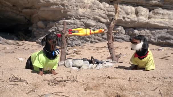 かわいい2匹のダックスフンド犬が無人島に立ち往生しており、今厳しい状況で生き残るためにしようとしています。放棄された動物のローストは火の中で獲物を捕まえた。人間化されたペットに対するユーモア — ストック動画