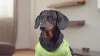 Yeşil kazaklı, ciddi bir dachshund yatakta oturur ve bakar.