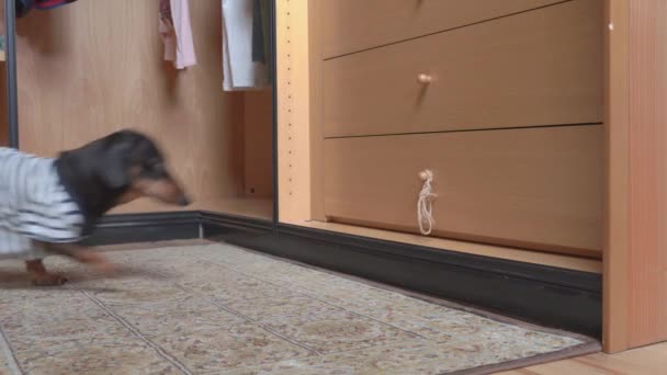 Dachshund corre até cômoda e abre a gaveta — Vídeo de Stock