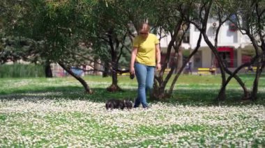 Güneş gözlüklü genç bir kadın, şehir parkında beyaz bahar çiçekleri serpiştirilmiş güzel çimlere dizilmiş rulet kullanan bir köpekle yürüyor. Evcil hayvanı evine çağırıyor, ama o dinlemiyor ve direniyor.