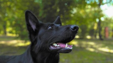 Antrenör parkta siyah çoban köpeğine lezzetli yemekler veriyor.