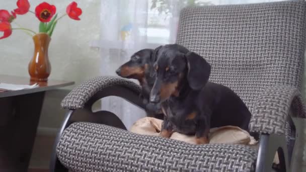 Adorável atencioso Dachshund cães amigos mentir na poltrona confortável contemporânea perto da mesa em close-up quarto brilhantemente iluminado — Vídeo de Stock