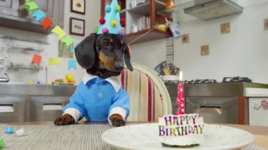 Mavi gömlekli ve şenlikli komik bir köpek masada oturuyor, doğum günü pastasının önünde parti için süslenmiş mumla, tatlısını yemeye hazırlanıyor, dudaklarını yalıyor.