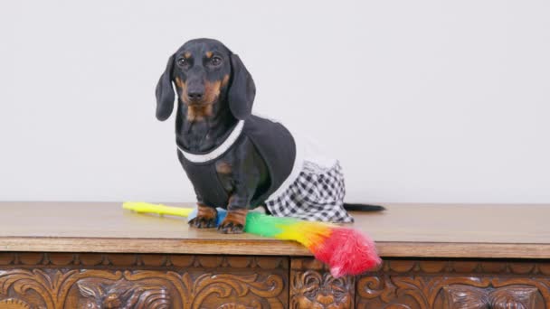 Drăguț cățeluș dachshund în uniformă de menajeră cu șorț stă pe suprafață de lemn, praf de pene pentru curățarea din apropiere, vedere din față. Puppy este gata de lucru după pauză — Videoclip de stoc