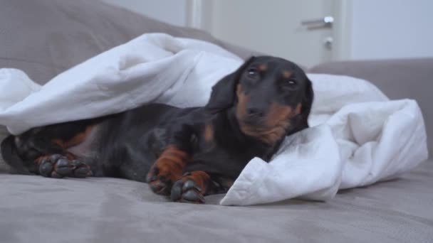Şirin Dachshund köpeği beyaz battaniyenin yanındaki gri kanepede yatıyor. — Stok video