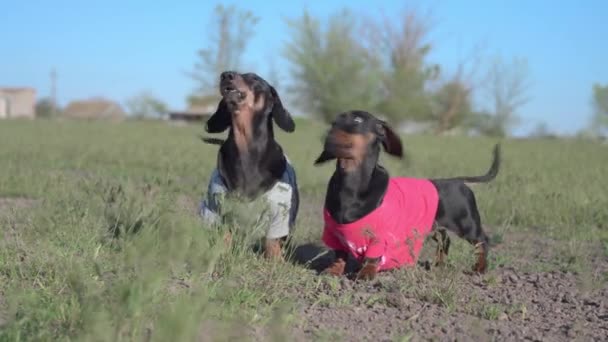 Actieve zwarte teckel honden spelen MET bruin speelgoed lopen langs brede groene dorpsweide onder fel zonlicht op de zomerdag in het dorp — Stockvideo