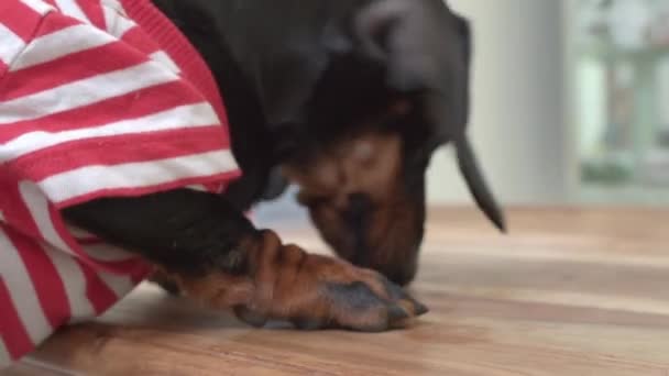 Dachshund hitam di T-shirt bau dan mengendus lantai — Stok Video