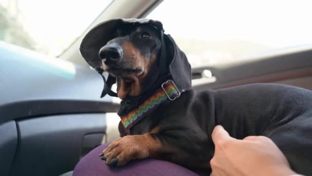 Cute calm dachshund dog in cap to avoid getting sunstroke and protect its eyes from sunlight, lies on lap of owner and patiently awaits in car before the trip. Путешествие с домашним животным — стоковое видео