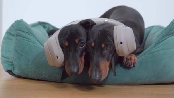 Dois cães dachshund bonitos estão arrepiando, deitados na cama de estimação com fones de ouvido em suas cabeças, ouvindo música juntos. Animais de estimação no ruído cancelando fones de ouvido por causa do medo de sons altos ou fogos de artifício — Vídeo de Stock