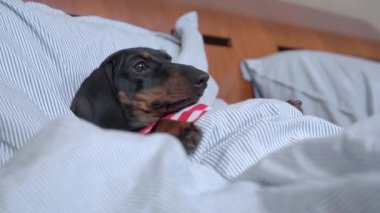 Tişörtlü siyah-kahverengi dachshund battaniyenin altında yatıyor.