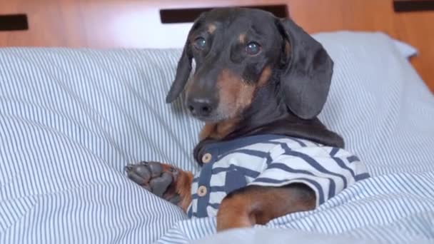 Cute dachshund dog in striped pajamas is going to take a nap, lie down under the blanket and put its head on pillow, when suddenly someone calls pet and it has to get up and go check — Stock Video