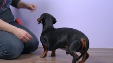 Antrenör, tahta zemindeki köpek için Spin komutu verdi.