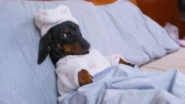 Şirin, yumuşak pijamalı köpek yavrusu sıcak battaniyenin altında, yatakta yatıyor ya uyanıyor ya da uyuyor. Evcil hayvanlar için ev kıyafetleri