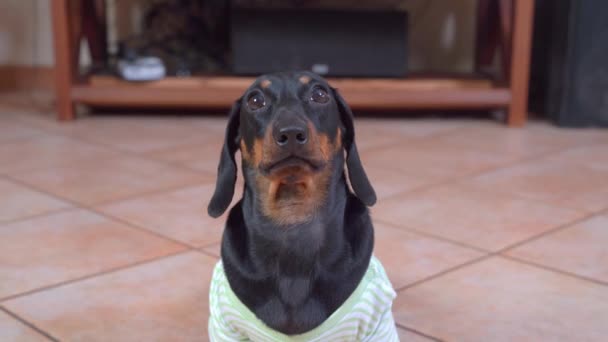 Schattige teckel puppy in huis gestreepte t-shirt zit met smekende blik en smeekt om voedsel, een wandeling of spel. Patiënt hond mist de aandacht van de eigenaar, vooraanzicht — Stockvideo