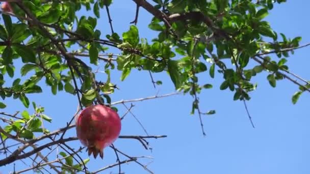 Una granada sola madura, balanceándose en el viento sobre una rama cubierta de hojas y grandes espinas, e iluminada por los cálidos rayos del sol en el jardín, disparando desde abajo — Vídeos de Stock