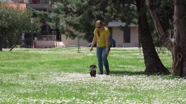 Señora corre con cachorro dachshund juguetón en el césped flores — Vídeo de stock