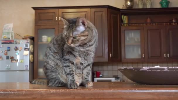 Piękny niespokojny domowy kotek węszy wokół, aby znaleźć coś do jedzenia lub zabawy w domu, widok z boku. Znudzony zwierzak szuka miejsca na bałagan, gdy jest sam. — Wideo stockowe