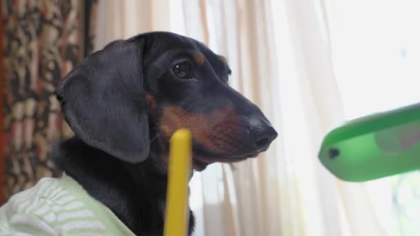 Cachorro divertido perro dachshund escribe algo con rotulador de fieltro y mira cuidadosamente a la maestra, de cerca. Educación del perro y tomar notas de la tarea — Vídeos de Stock