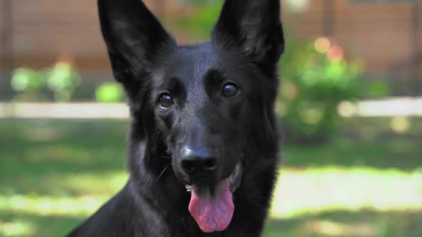 Retrato del hermoso perro pastor suizo negro que mira juguetonamente a su alrededor con la boca abierta, la lengua colgando debido al calor y la sed. Caminar con mascotas en el parque en el día soleado caliente — Vídeo de stock