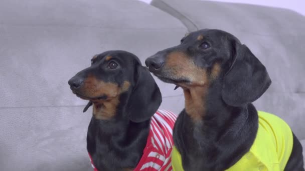 Двоє милих собак таксі вдома кольорові футболки чекають на годування або ходьбу, гавкають, щоб подзвонити і поквапитися власнику. Відповідальність та щоденний догляд за домашніми тваринами — стокове відео